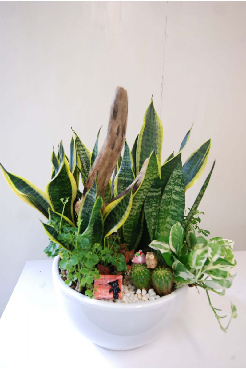 虎尾蘭桌上組合盆栽Elegant Snake Plant